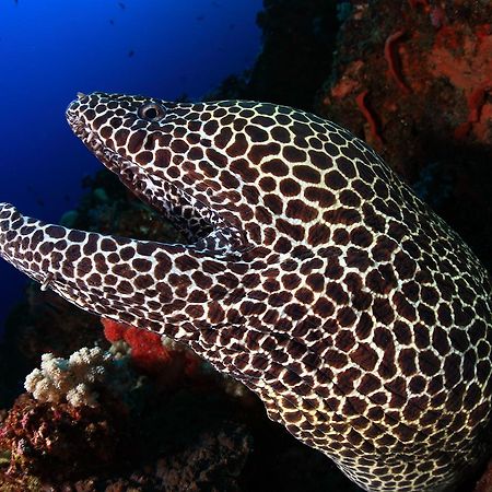 Benthos Bali Dive Resort Καντιντάσα Εξωτερικό φωτογραφία
