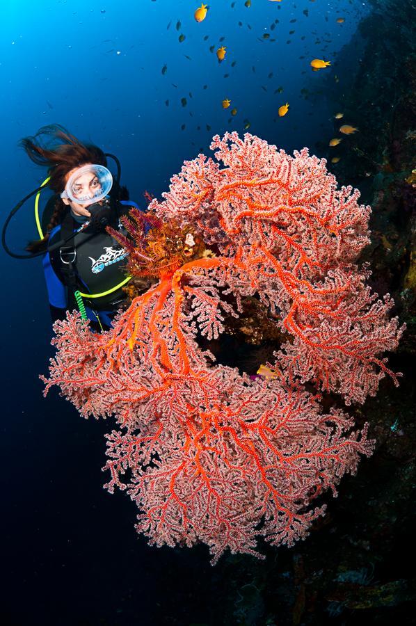 Benthos Bali Dive Resort Καντιντάσα Εξωτερικό φωτογραφία