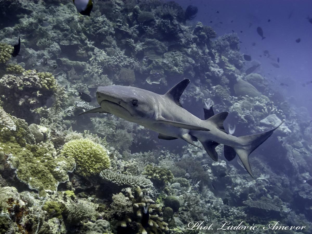 Benthos Bali Dive Resort Καντιντάσα Εξωτερικό φωτογραφία