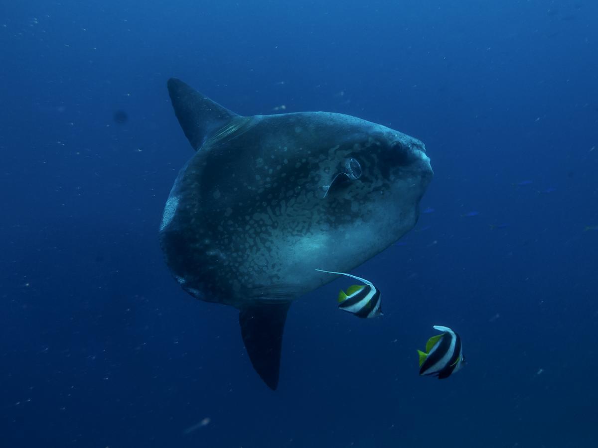Benthos Bali Dive Resort Καντιντάσα Εξωτερικό φωτογραφία