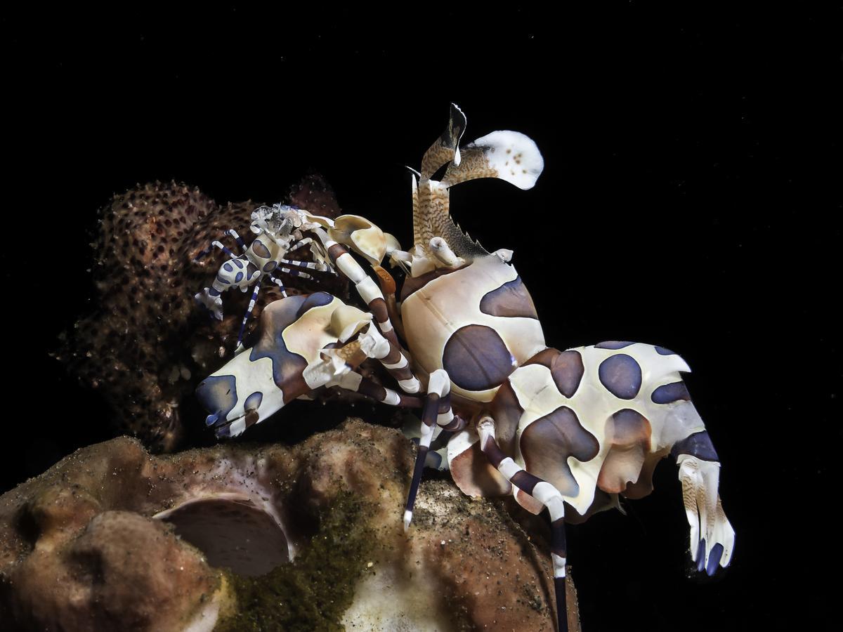 Benthos Bali Dive Resort Καντιντάσα Εξωτερικό φωτογραφία