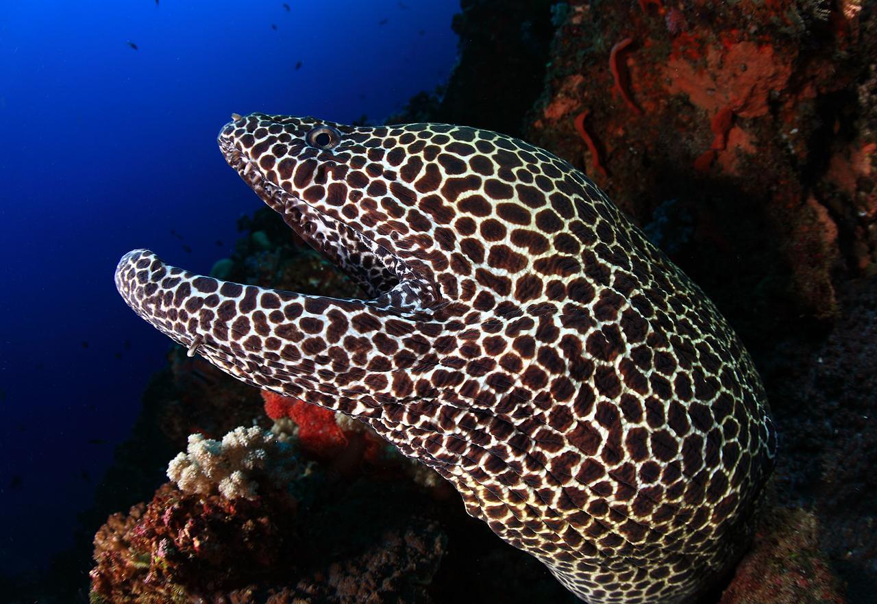 Benthos Bali Dive Resort Καντιντάσα Εξωτερικό φωτογραφία